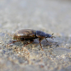 Melinopterus