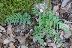 Asplenium adiantum-nigrum