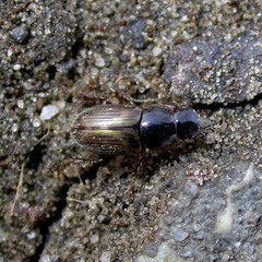 Melinopterus