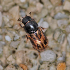 Chilothorax distinctus