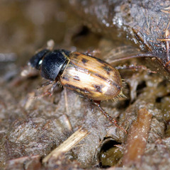 Chilothorax distinctus