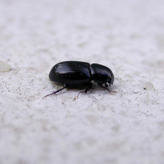 Liothorax plagiatus