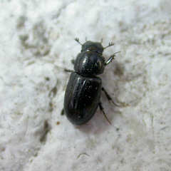 Liothorax plagiatus