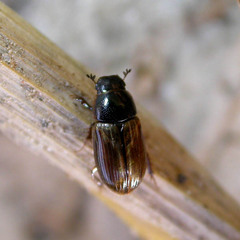 Melinopterus prodromus