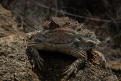 Phrynosoma orbiculare