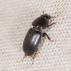 Nialus varians
