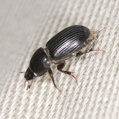 Nialus varians