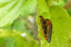 Cantharis nigra