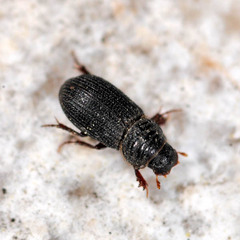 Rhyssemus germanus