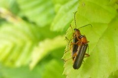 Cantharis nigra