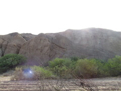 Hirundinea ferruginea