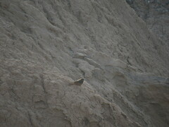 Hirundinea ferruginea