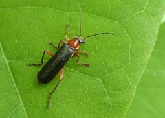 Cantharis pellucida