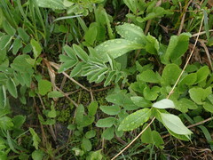 Sanguisorba canadensis