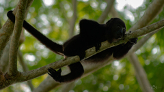 Alouatta pigra