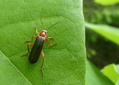 Cantharis pellucida