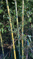 Phyllostachys