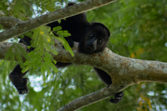 Alouatta pigra