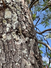 Tropidurus
