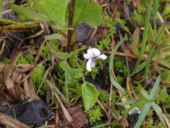 Viola macloskeyi