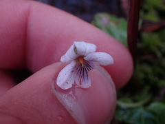 Viola macloskeyi