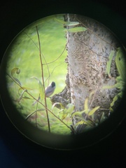 Poecile carolinensis