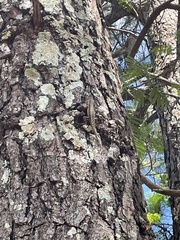 Tropidurus