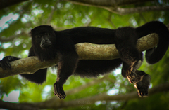 Alouatta pigra