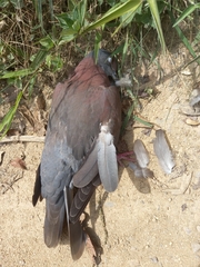Patagioenas cayennensis