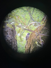 Poecile carolinensis