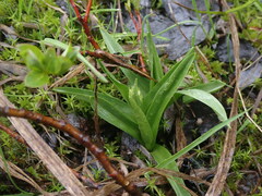 Platanthera dilatata