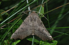 Odontopera bidentata