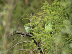 Psilopsiagon aurifrons