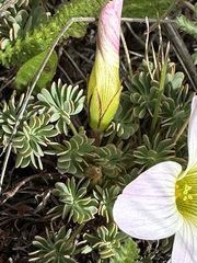 Oxalis enneaphylla