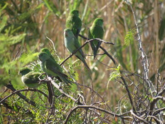 Psilopsiagon aurifrons