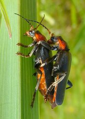 Cantharis fusca