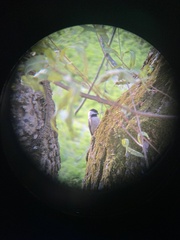 Poecile carolinensis