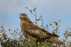 Buteo jamaicensis socorroensis