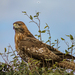 Socorro Red-tailed Hawk - Photo (c) Joel Erick Nava Doctor, some rights reserved (CC BY-NC), uploaded by Joel Erick Nava Doctor