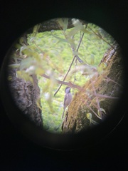 Poecile carolinensis