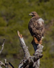 Buteo jamaicensis socorroensis
