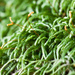 Pseudisothecium cristatum - Photo (c) Ken-ichi Ueda, μερικά δικαιώματα διατηρούνται (CC BY)