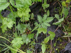 Potentilla pensylvanica