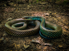 Drymobius margaritiferus