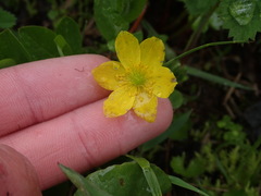 Anemonastrum richardsonii