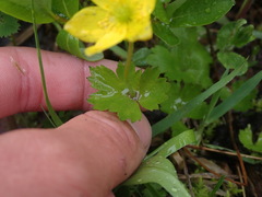 Anemonastrum richardsonii