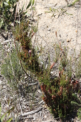 Erica mauritanica