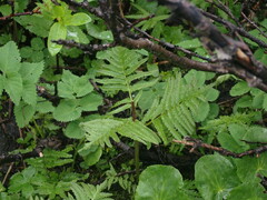 Pedicularis bracteosa