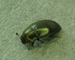 Meligethinae