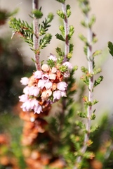 Erica mauritanica